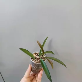 ХОЙЯ ВАЙЕТИ