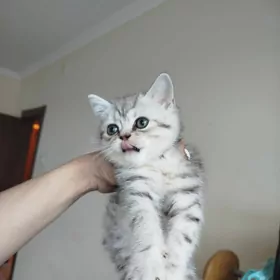 шотландские