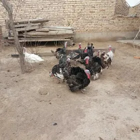 самиз еркак индуклар