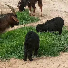 owlakly geçiler 2 sany