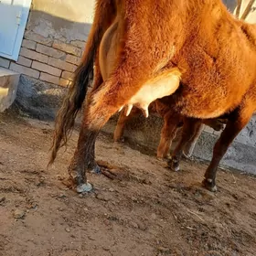 14.15.LITR SÜÝDLI GÖLELI SYGYR