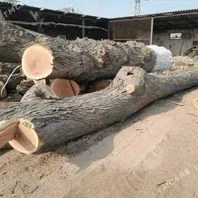 Agaç bag kesyançi yolka tut