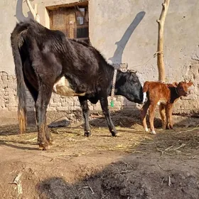 SÜÝDI GOÝY GARA GÖLELI SYGYR .