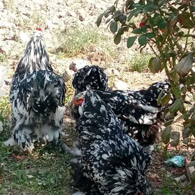 мрамр браман жужеси