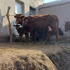 IRI SÜÝEK GÖLELI SYGYR YASMAL