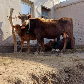 ICI BOGAZ HEM GOLELI SYGYR