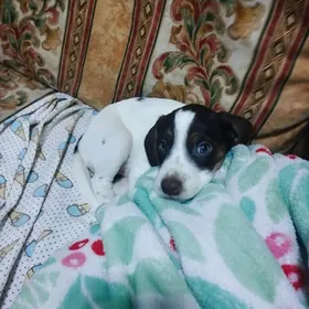 в добрые руки