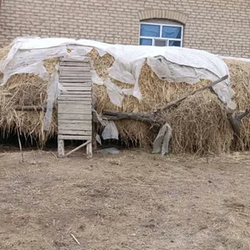 Ýorunjaly haşal ot.