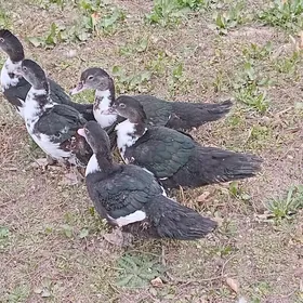 kys kys. özi köpelýän