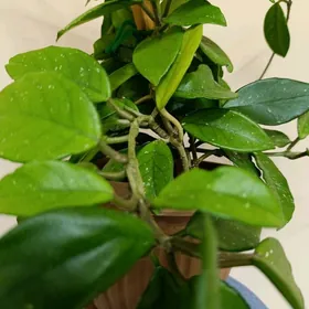 ХОЙЯ МЯСИСТАЯ