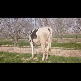 Okuz golisteyin 100%