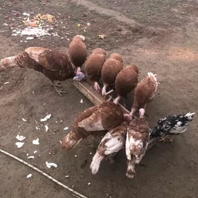 Owgan Induk juje towuk