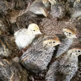 Bedene jüje Faron fenikis