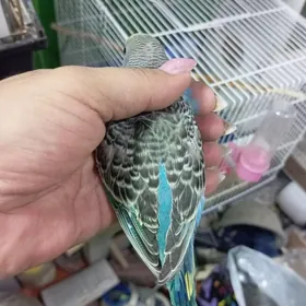 popugay попугай