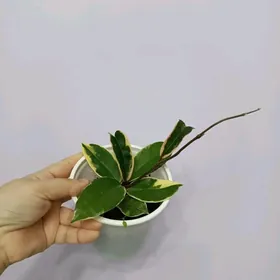 ХОЙЯ КРИМСОН КВИН