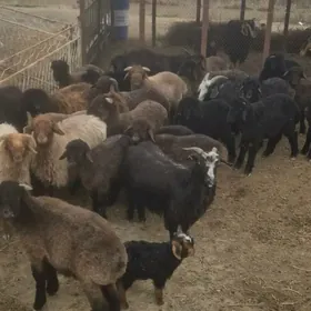 Berre tokly Owlakly geci