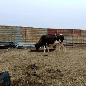 gyzyl. ala. tohum. atylan. bog