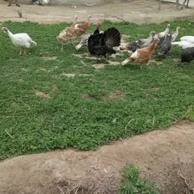 самиз матка индуклар