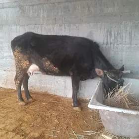 ARGINAL  BOGAZ  SYGYR