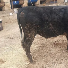 семиз митис окуз