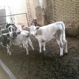 goleler kaňatka golistSimental