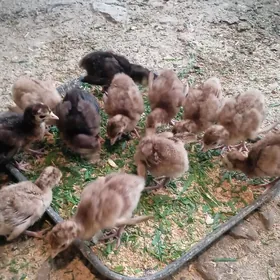 induk juyje abmen towuk juyje