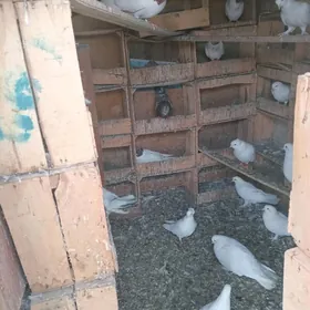 Mramornyỳ erkek tutulan