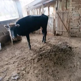 голели сыгыр