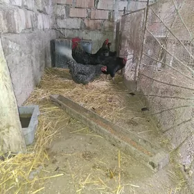 Ataks domınant towuk