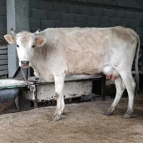 şwes tohum göleli sygyr