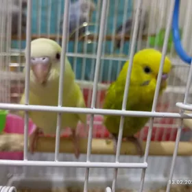 popugay попугай