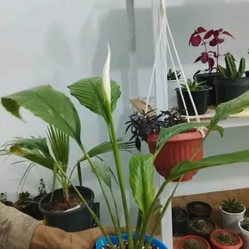 домашние цветы güller