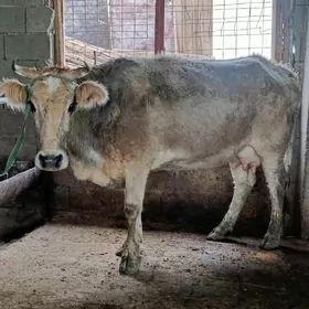 şwes tohum göleli sygyr