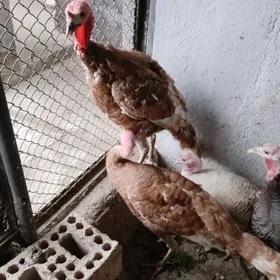 Indyuk Owgan paroda 10ay