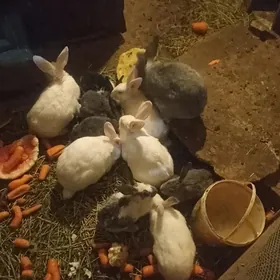 TOWSAN BAR ULY KIÇI