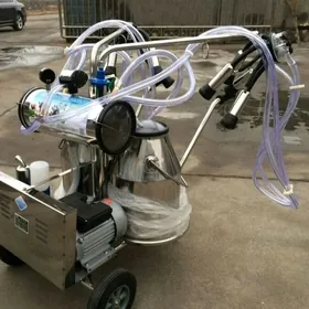 sygyr sagyan, сыгыр