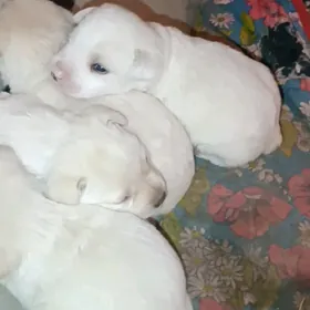 собака лабрадор