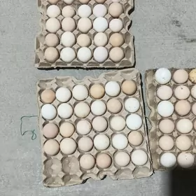 ири товукларын юмуртгасы