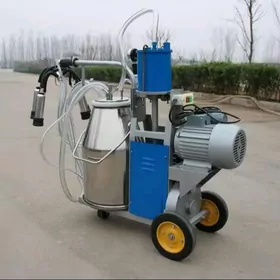 sygyr sagyan сыгыр с