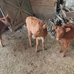 göle oküzce gulajyn