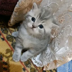 шотландский котенок девочка