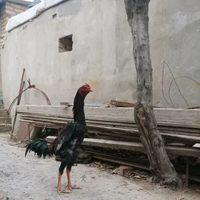 байсы baysy horaz