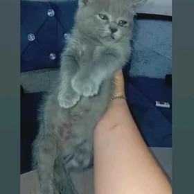 британский  кошка 