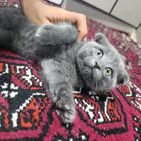 Британский вислоухи