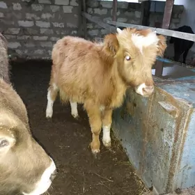 окузче ве гачар