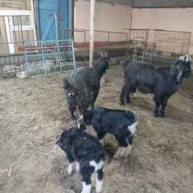 Erkec ekiz owlakly geci