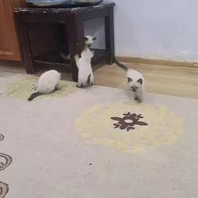 Сиамский, Siýamiskiý pişikler