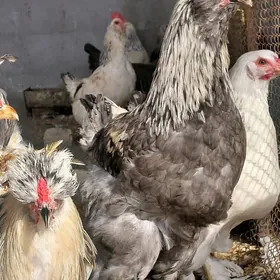 bolgar brama towuklar.