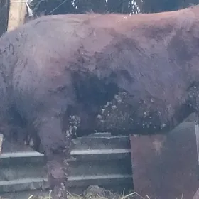 баклык окузлер