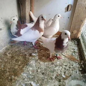 kepderi кепдери